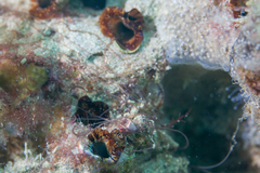 Leiosolenus patagonicus