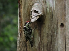 Dendrocopos analis