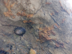 Siphonaria lessonii