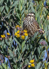 Leptasthenura andicola