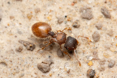 Meranoplus froggatti