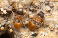 Meranoplus froggatti