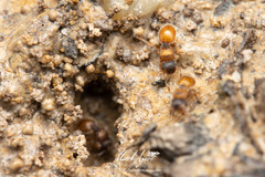 Meranoplus froggatti