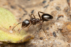 Notoncus ectatommoides