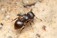 Meranoplus mjobergi