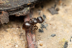 Meranoplus mjobergi