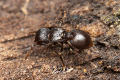 Meranoplus mjobergi