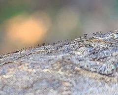 Phaeocalicium curtisii