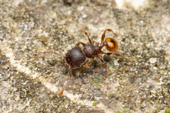 Pheidole longiceps doddi