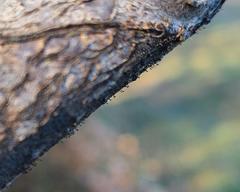 Phaeocalicium curtisii