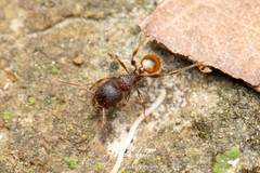 Pheidole longiceps doddi