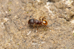 Pheidole longiceps doddi