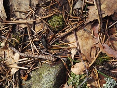 Paraphotistus impressus