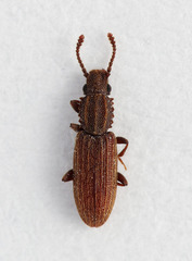 Oryzaephilus mercator