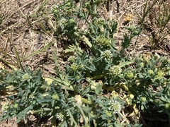 Acicarpha tribuloides
