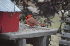 Cardinalis cardinalis