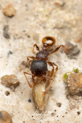 Pheidole longiceps doddi