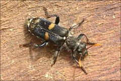 Eleale pulchra