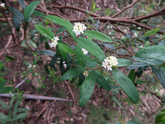 Pimelea drupacea