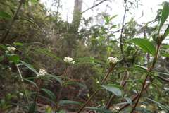 Pimelea drupacea