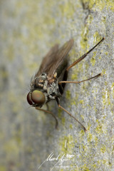 Medeterinae
