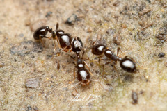 Monomorium sydneyense