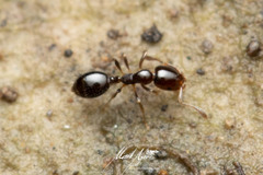 Monomorium sydneyense