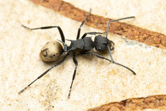 Polyrhachis erato