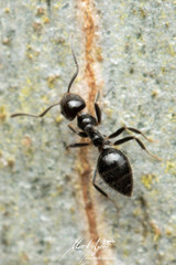 Technomyrmex sophiae