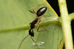 Camponotus elegans