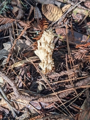 Tremellodendropsidaceae