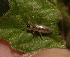 Tupiocoris cucurbitaceus