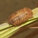 Socorro Isopod - Photo (c) James Bailey, some rights reserved (CC BY-NC), uploaded by James Bailey