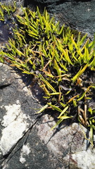 Schizochilus crenulatus