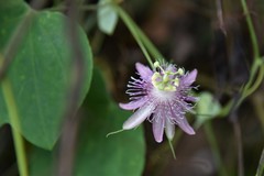 Passiflora resticulata