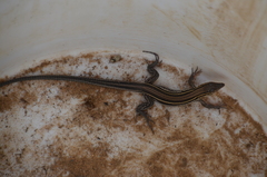 Aspidoscelis hyperythrus beldingi