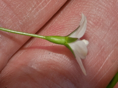 Wahlenbergia rupestris