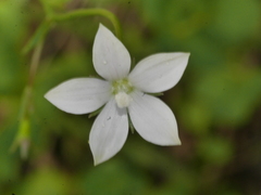 Wahlenbergia rupestris