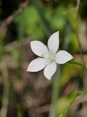 Wahlenbergia rupestris