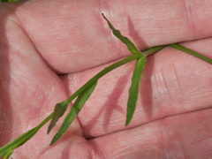 Wahlenbergia rupestris
