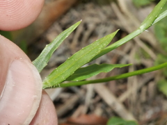 Wahlenbergia rupestris