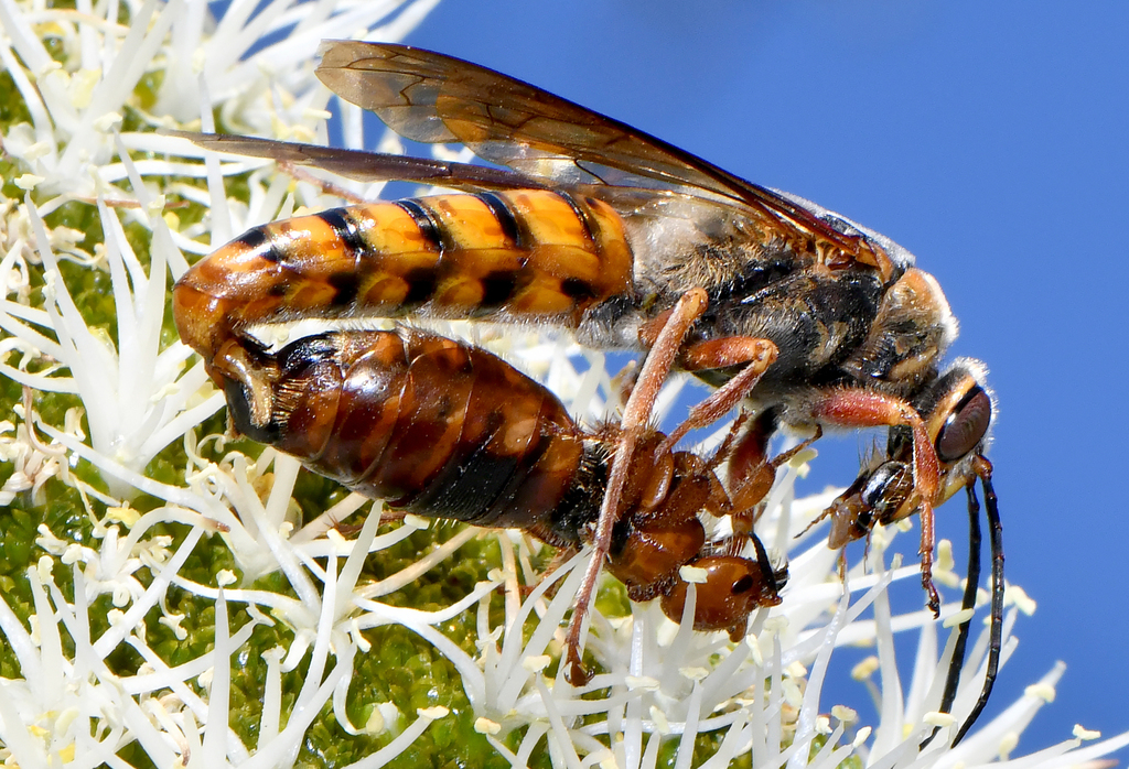 Macrothynnus insignis