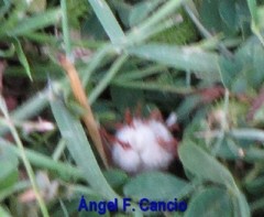 Trifolium tomentosum