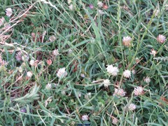 Trifolium tomentosum