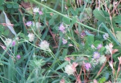 Trifolium resupinatum