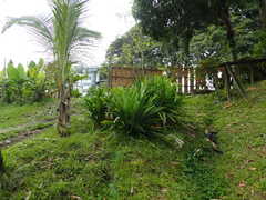 Pandanus amaryllifolius