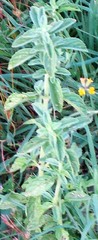 Stachys ocymastrum