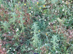 Trifolium resupinatum