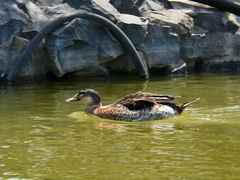 Anas platyrhynchos × Cairina moschata
