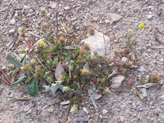 Trifolium glomeratum